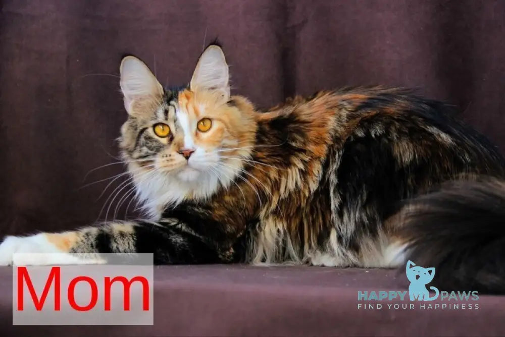 Wednesday Maine Coon female black tabby with white live animals