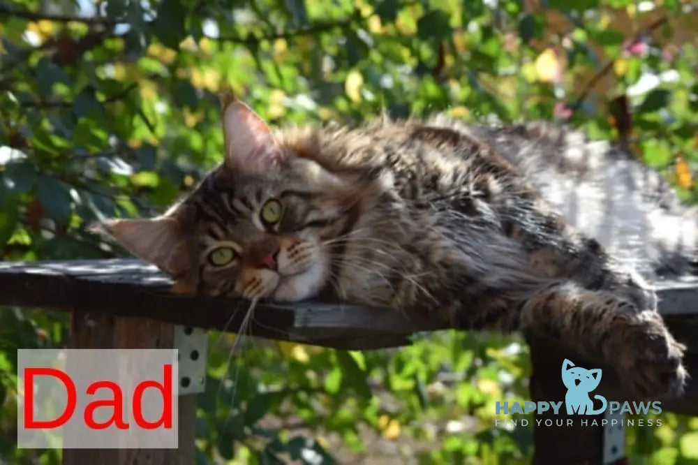 Wednesday Maine Coon female black tabby with white live animals