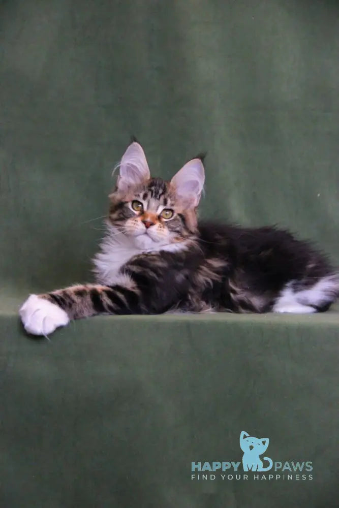 Wednesday Maine Coon female black tabby with white live animals