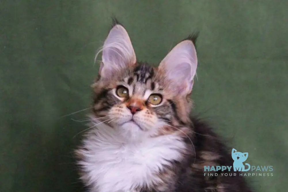 Wednesday Maine Coon female black tabby with white live animals