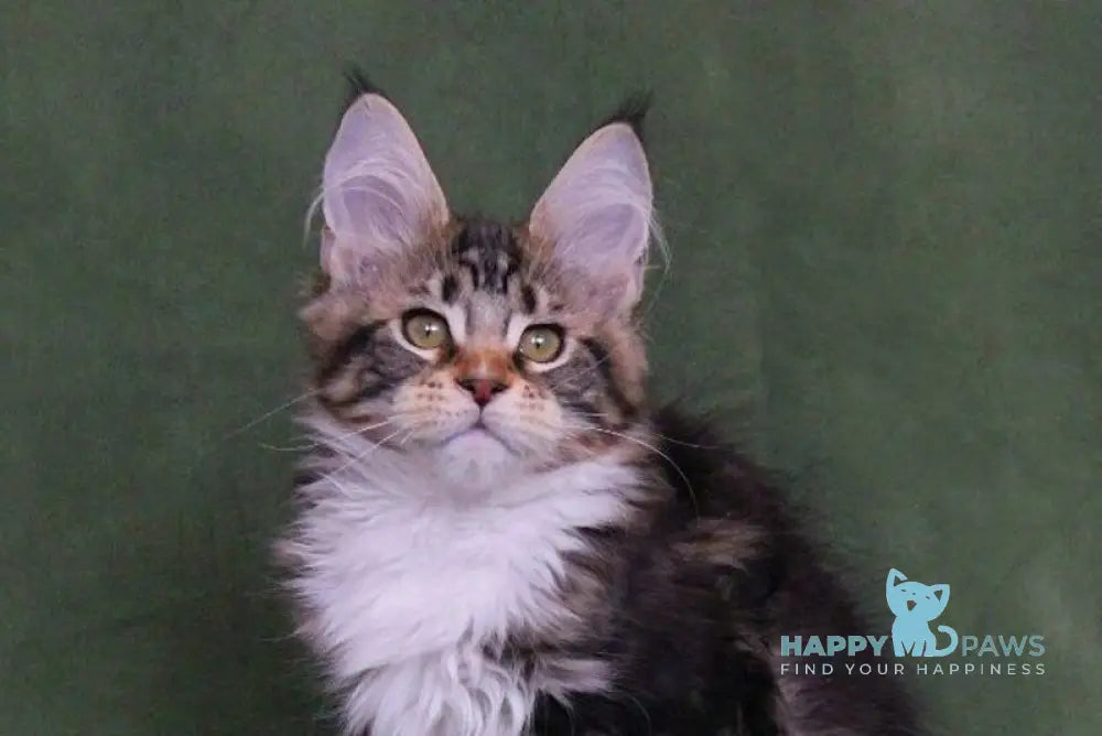 Wednesday Maine Coon female black tabby with white live animals