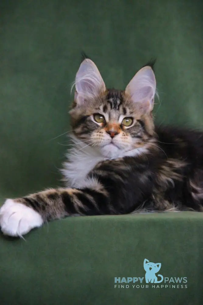 Wednesday Maine Coon female black tabby with white live animals