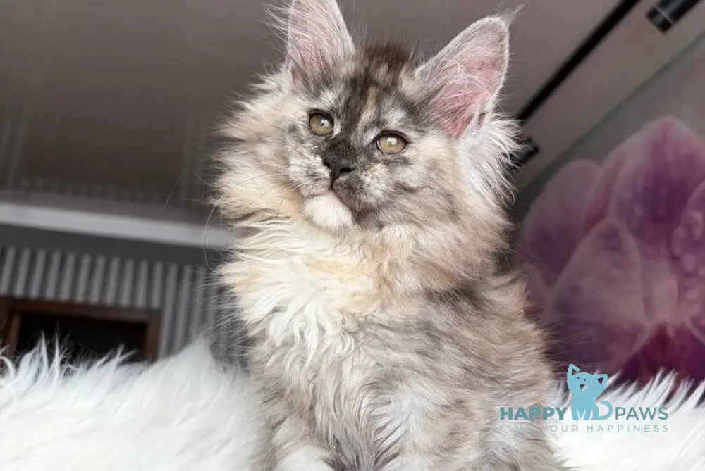 Wednesday Maine Coon female black tortie silver - live animals