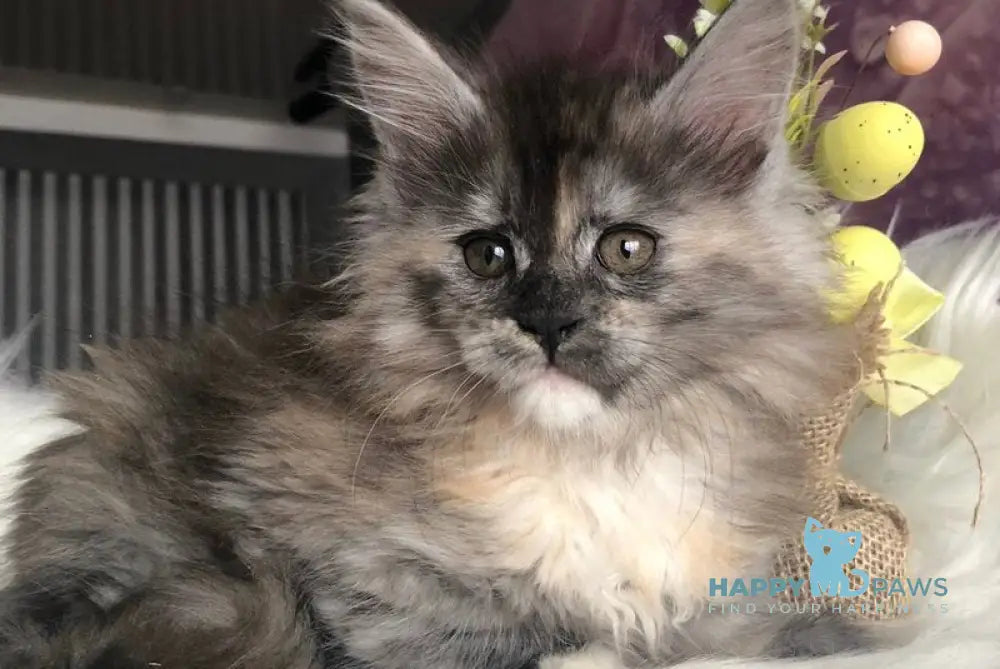 Wednesday Maine Coon female black tortie silver - live animals