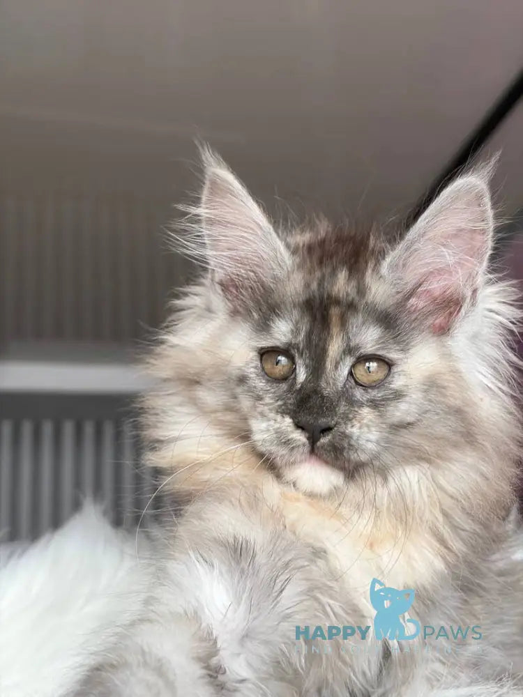 Wednesday Maine Coon female black tortie silver - live animals