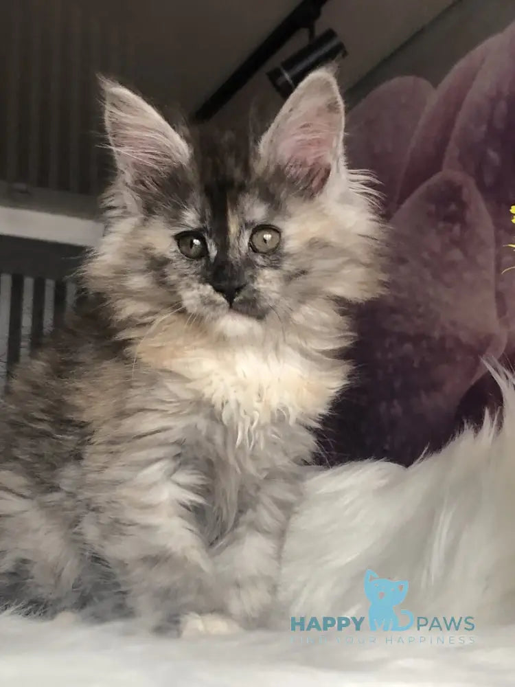 Wednesday Maine Coon female black tortie silver - live animals