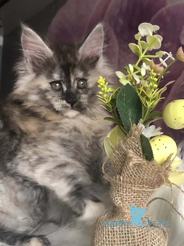 Wednesday Maine Coon female black tortie silver - live animals