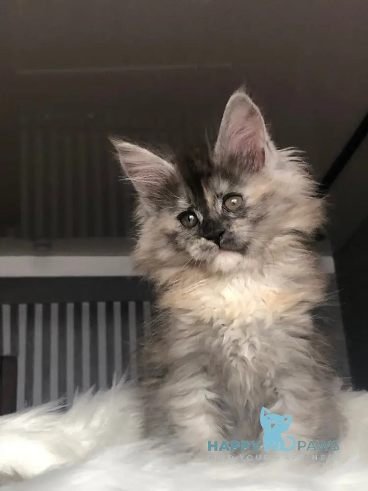 Wednesday Maine Coon female black tortie silver - live animals