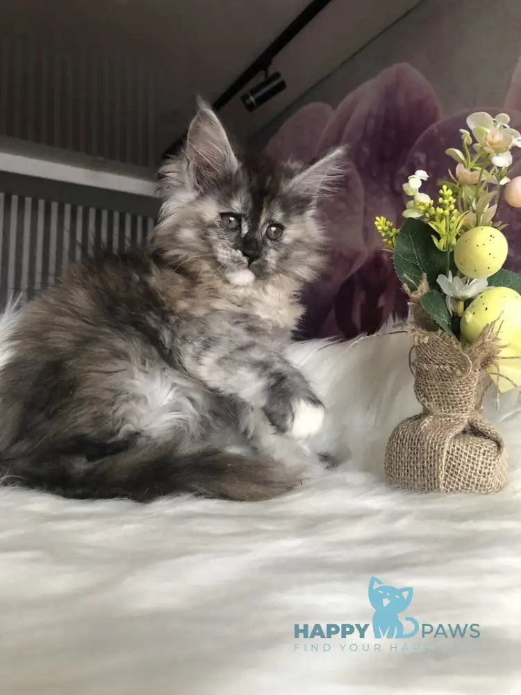 Wednesday Maine Coon female black tortie silver - live animals