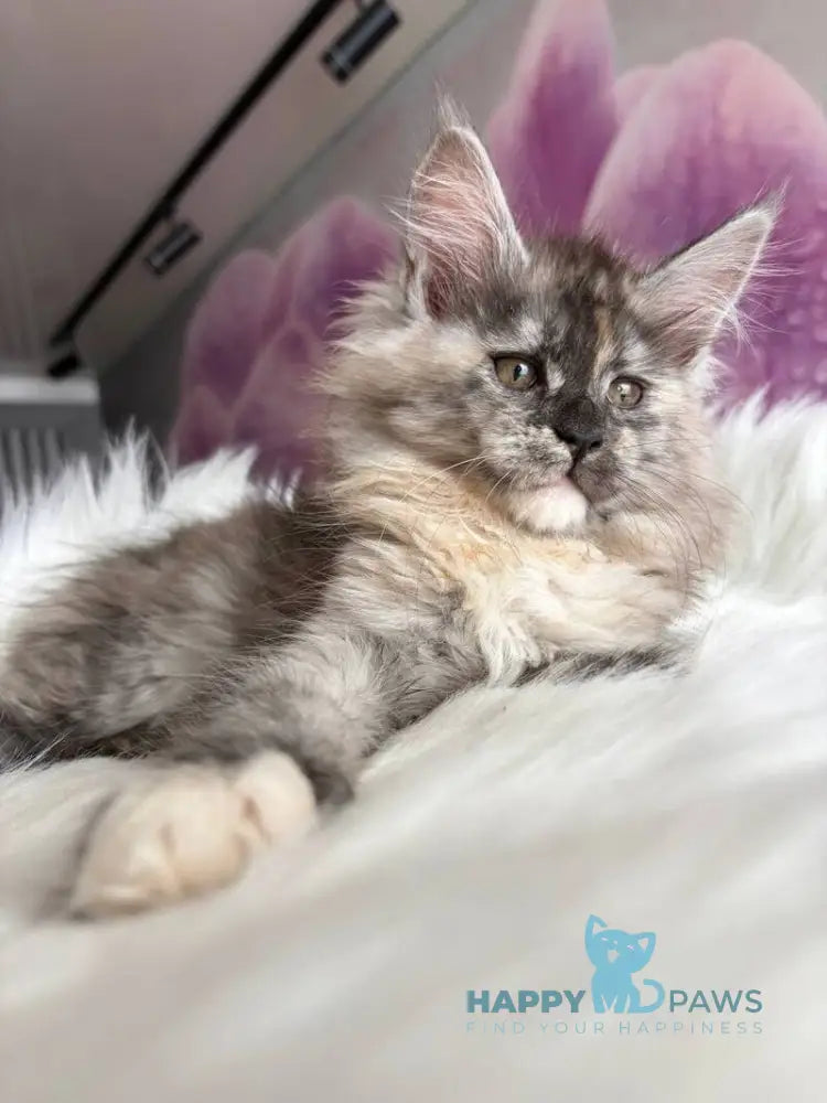 Wednesday Maine Coon female black tortie silver - live animals