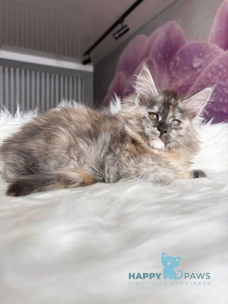Wednesday Maine Coon female black tortie silver - live animals