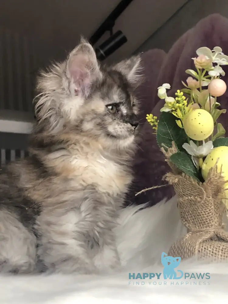 Wednesday Maine Coon female black tortie silver - live animals