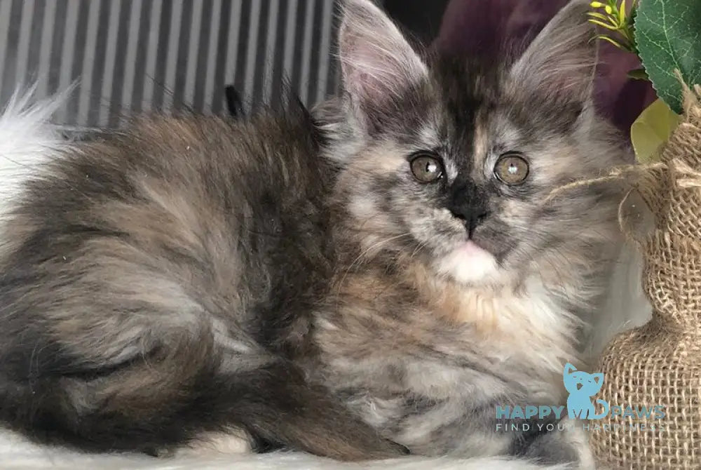 Wednesday Maine Coon female black tortie silver - live animals