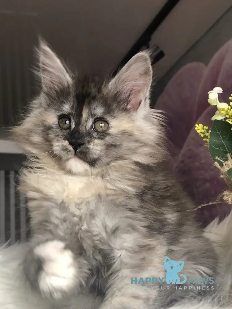 Wednesday Maine Coon female black tortie silver - live animals