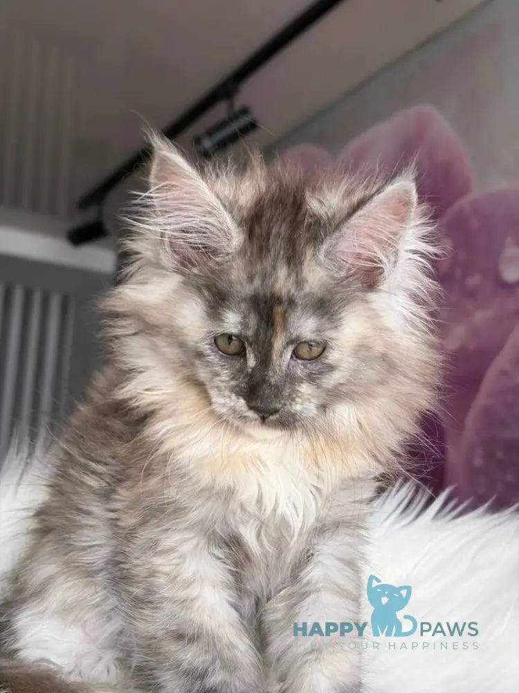 Wednesday Maine Coon female black tortie silver - live animals