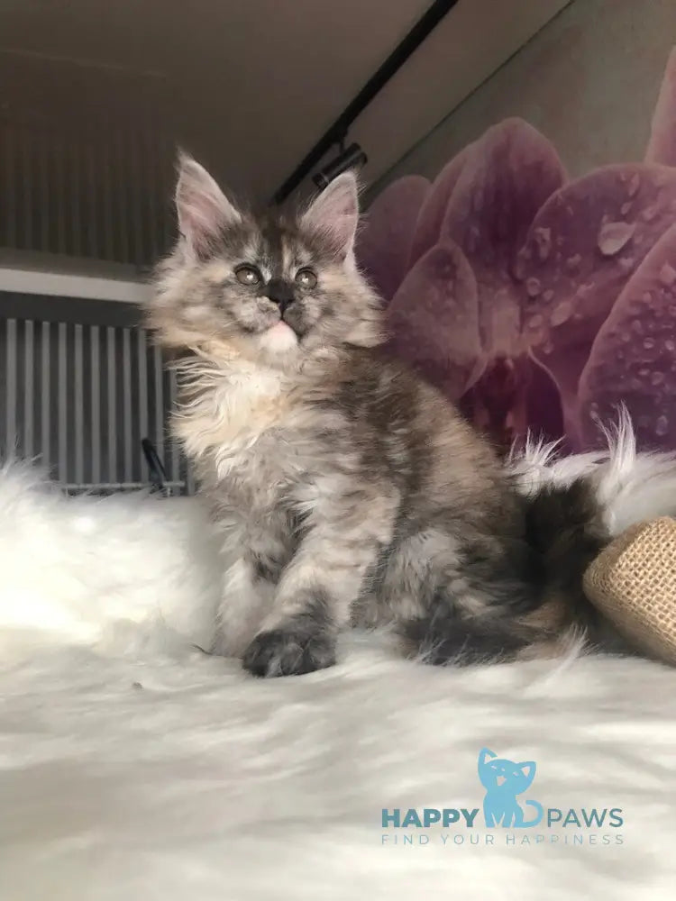 Wednesday Maine Coon female black tortie silver - live animals