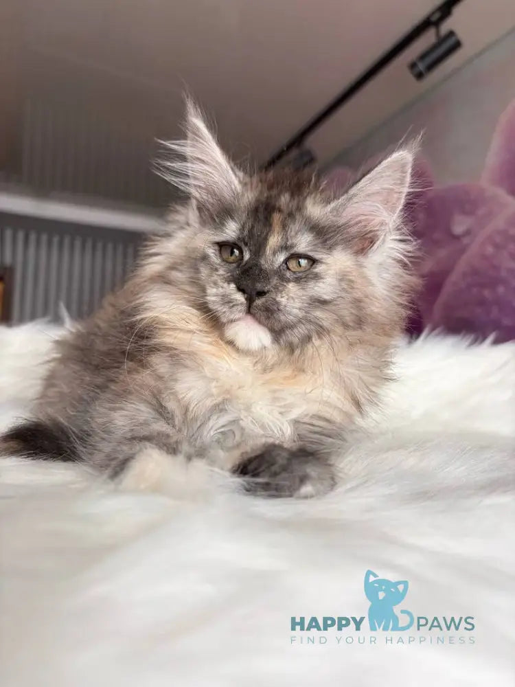 Wednesday Maine Coon female black tortie silver - live animals