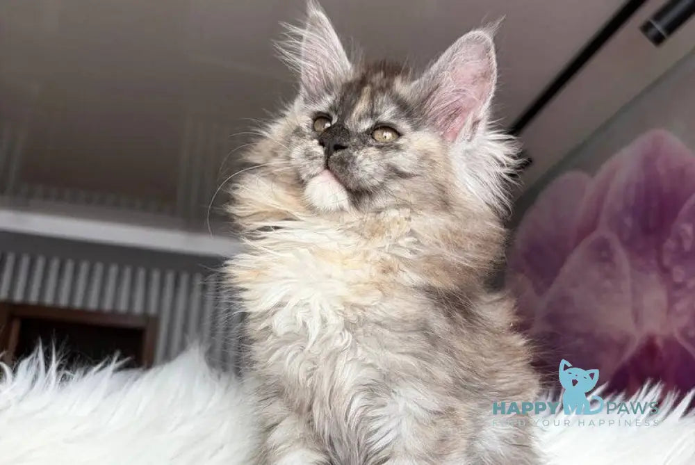 Wednesday Maine Coon female black tortie silver - live animals