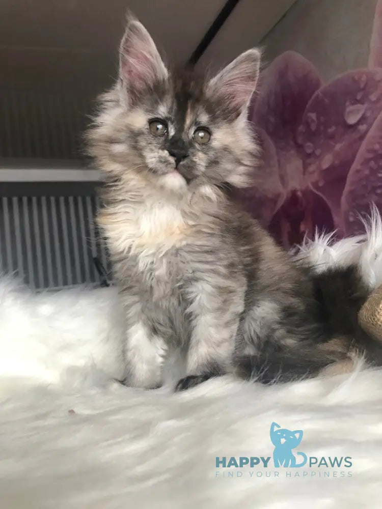 Wednesday Maine Coon female black tortie silver - live animals