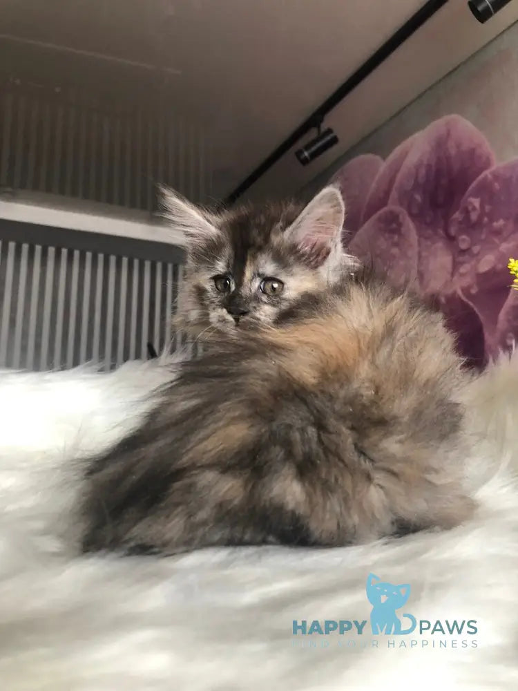 Wednesday Maine Coon female black tortie silver - live animals