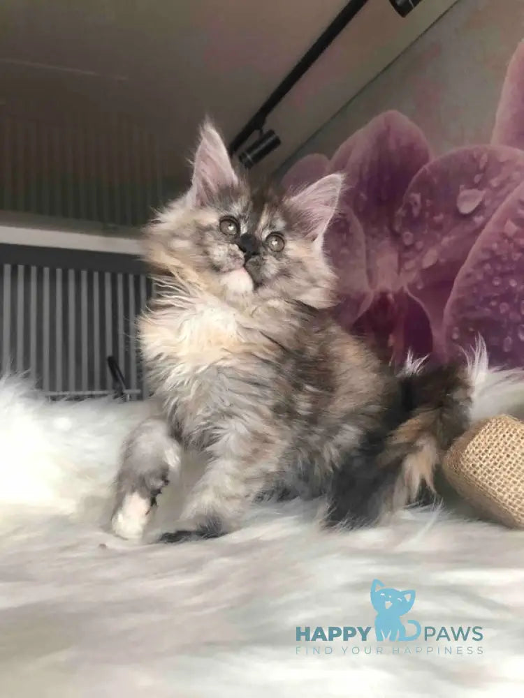 Wednesday Maine Coon female black tortie silver - live animals