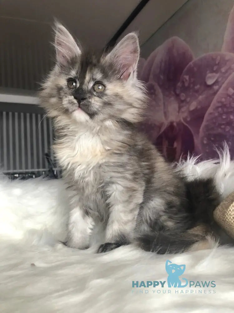 Wednesday Maine Coon female black tortie silver - live animals