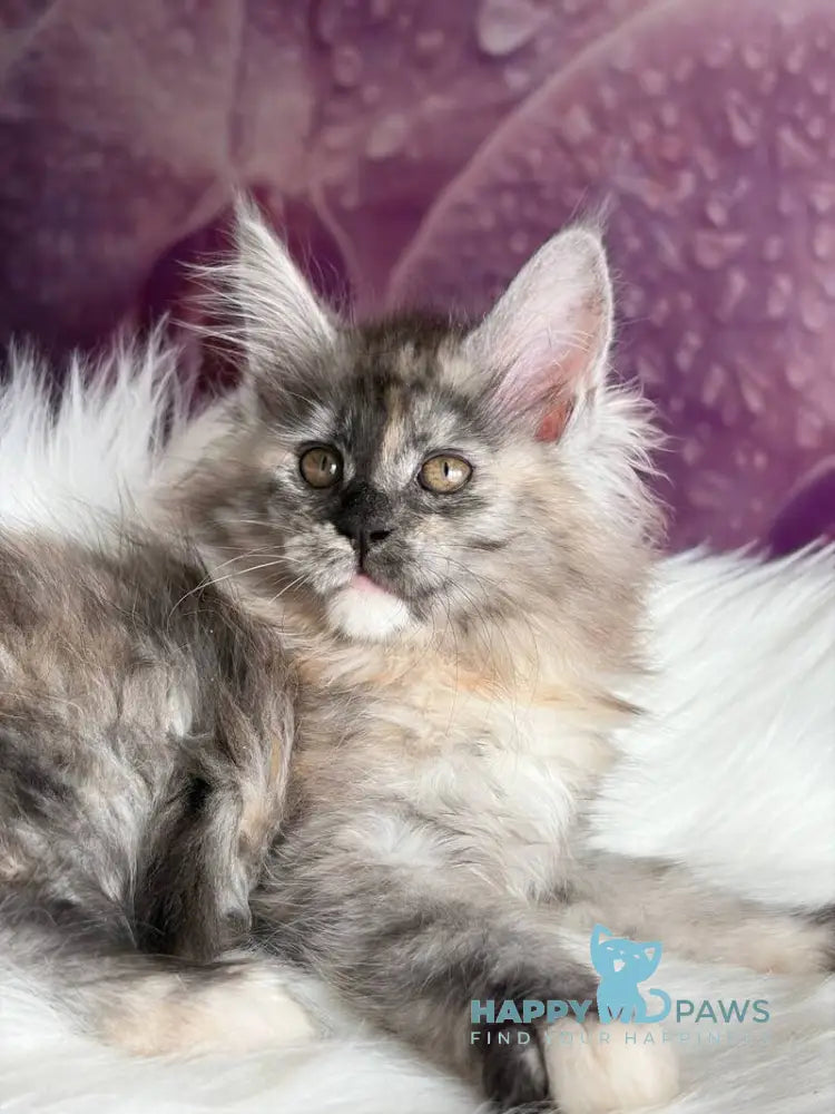 Wednesday Maine Coon female black tortie silver - live animals