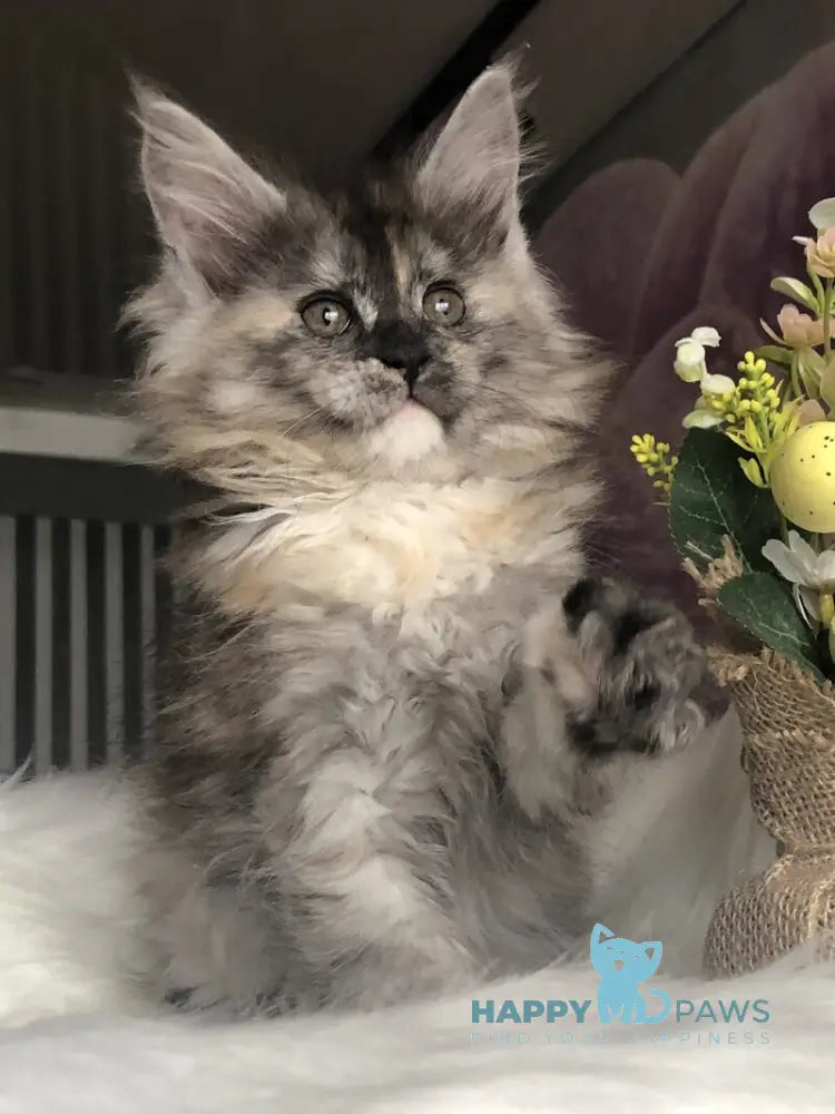 Wednesday Maine Coon female black tortie silver - live animals