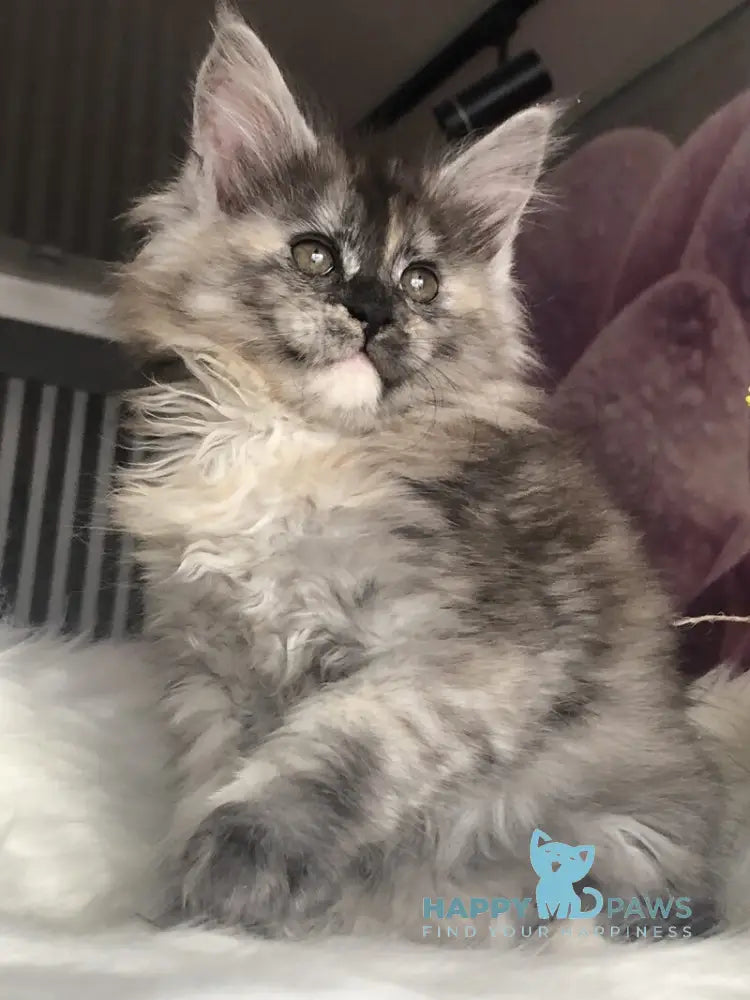 Wednesday Maine Coon female black tortie silver - live animals