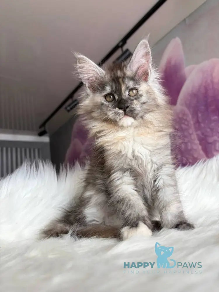 Wednesday Maine Coon female black tortie silver - live animals