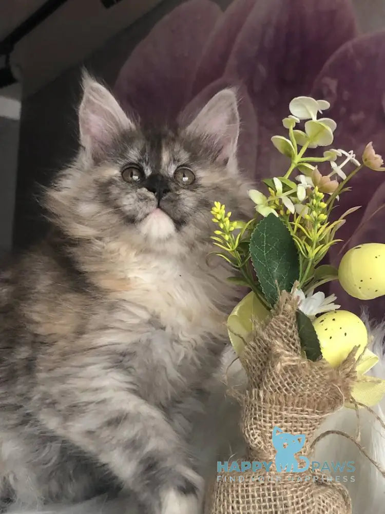 Wednesday Maine Coon female black tortie silver - live animals