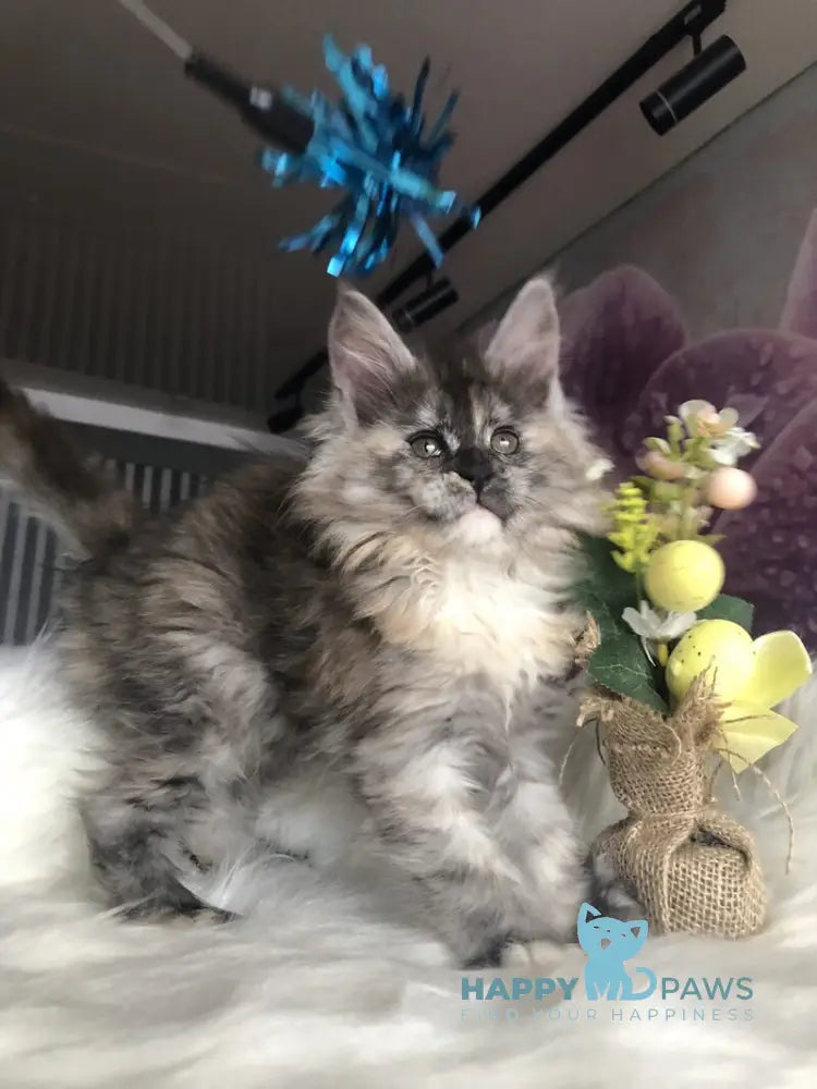 Wednesday Maine Coon female black tortie silver - live animals
