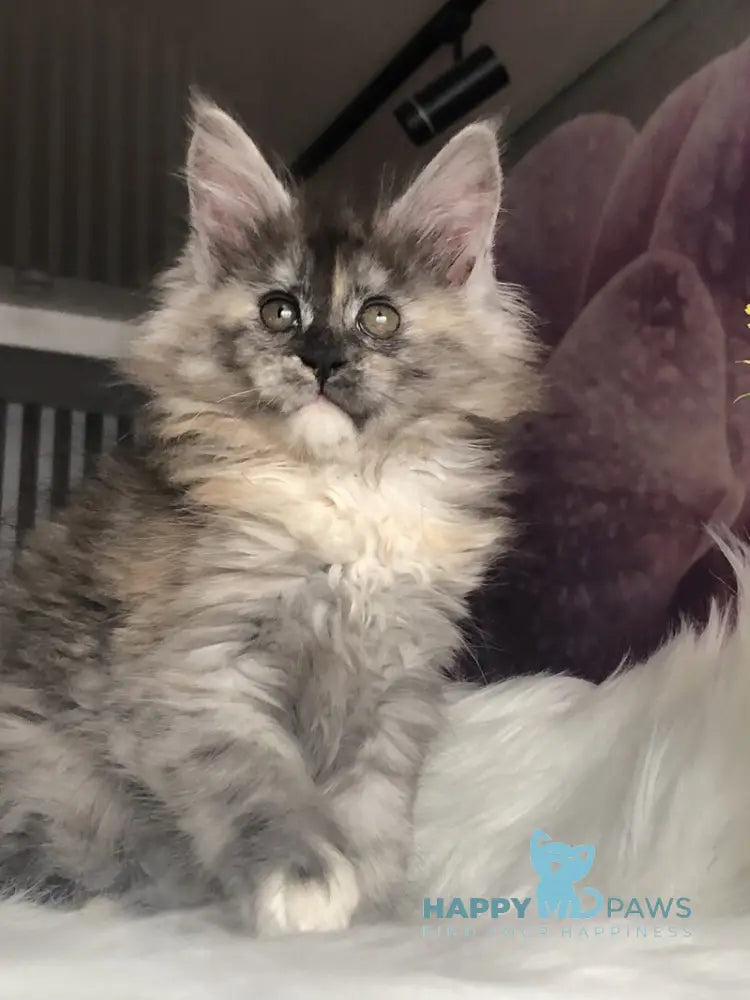 Wednesday Maine Coon female black tortie silver - live animals