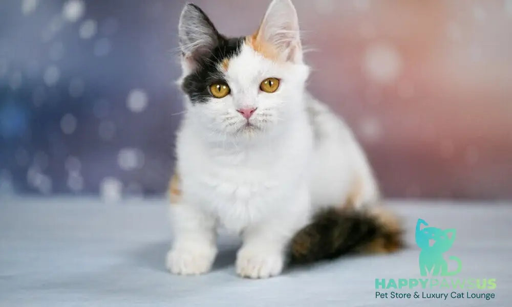 Wednesday Munchkin female black tortie bicolour - live animals