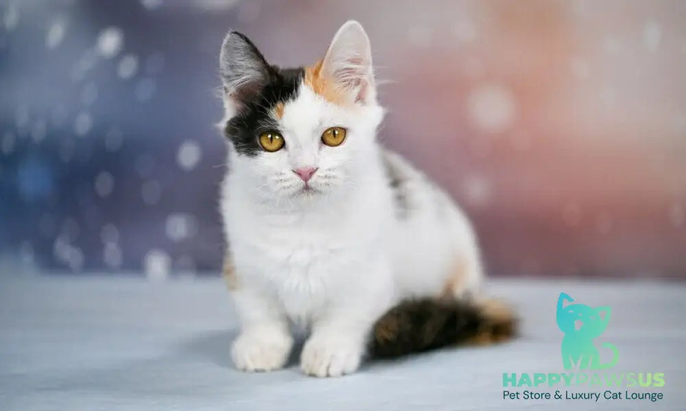 Wednesday Munchkin female black tortie bicolour - live animals