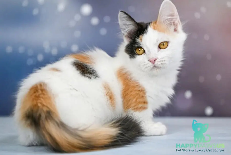 Wednesday Munchkin female black tortie bicolour - live animals