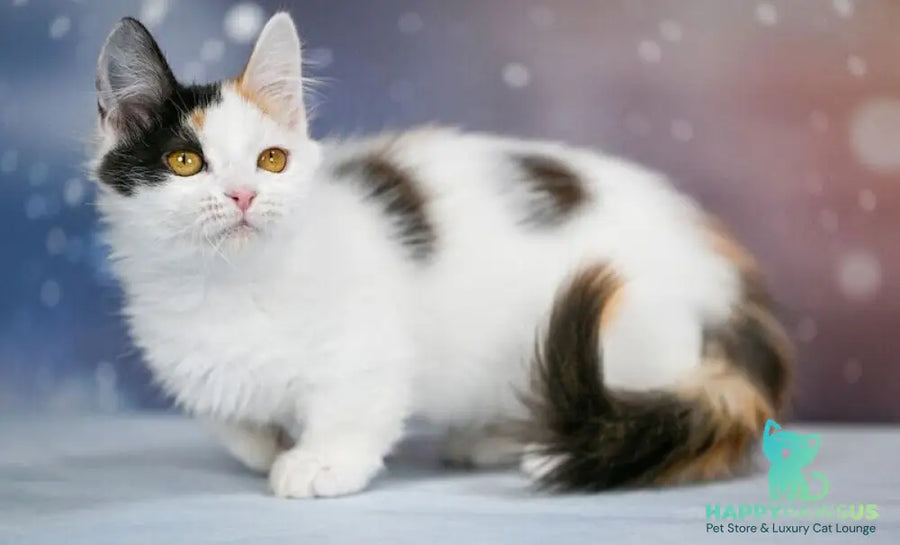 Wednesday Munchkin female black tortie bicolour - live animals