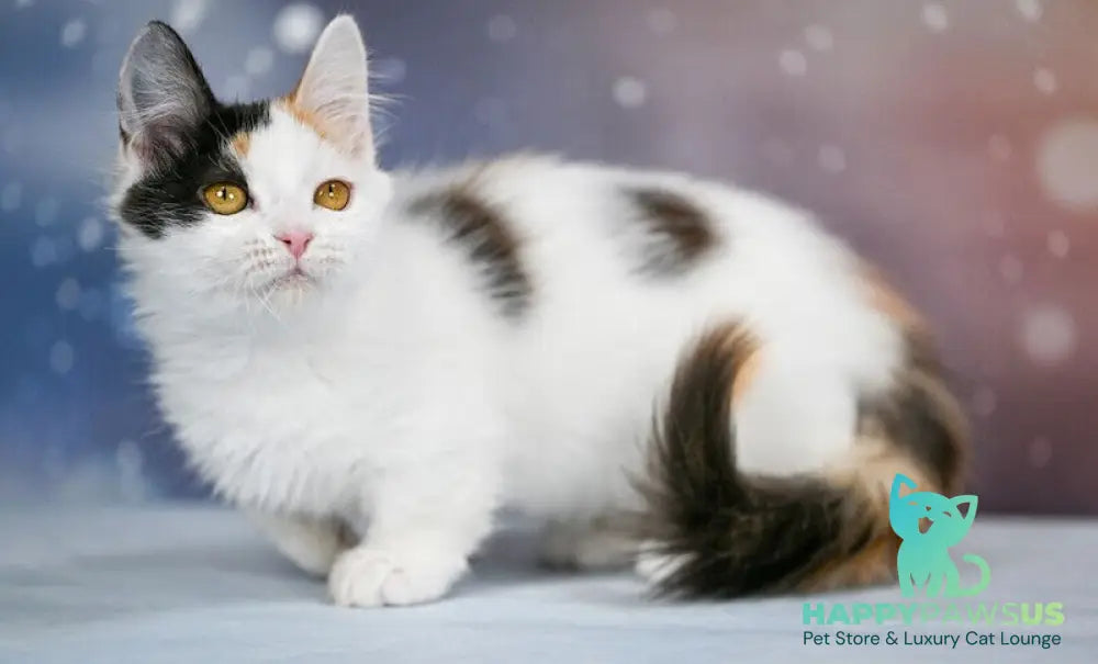 Wednesday Munchkin female black tortie bicolour - live animals