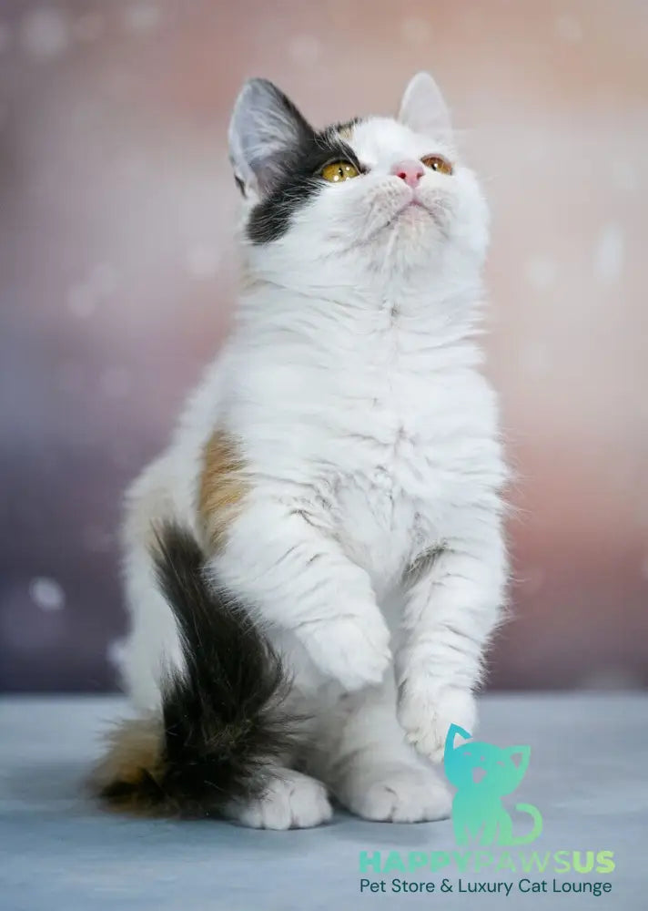 Wednesday Munchkin female black tortie bicolour - live animals