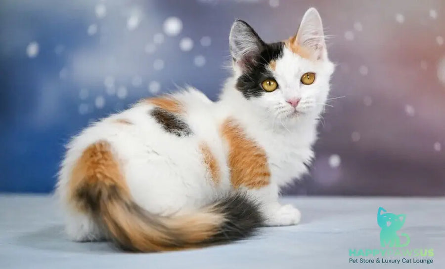 Wednesday Munchkin female black tortie bicolour - live animals