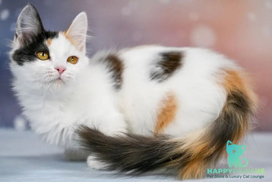 Wednesday Munchkin female black tortie bicolour - live animals