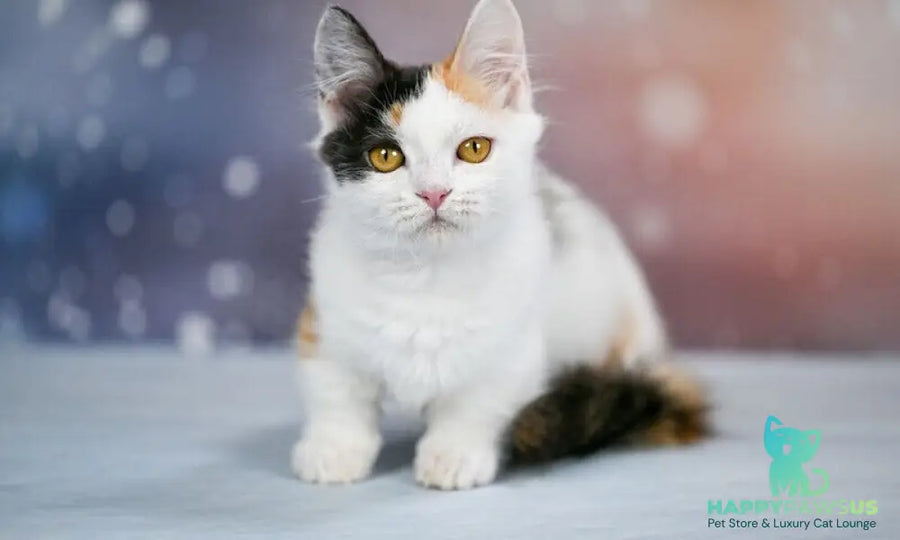 Wednesday Munchkin female black tortie bicolour - live animals