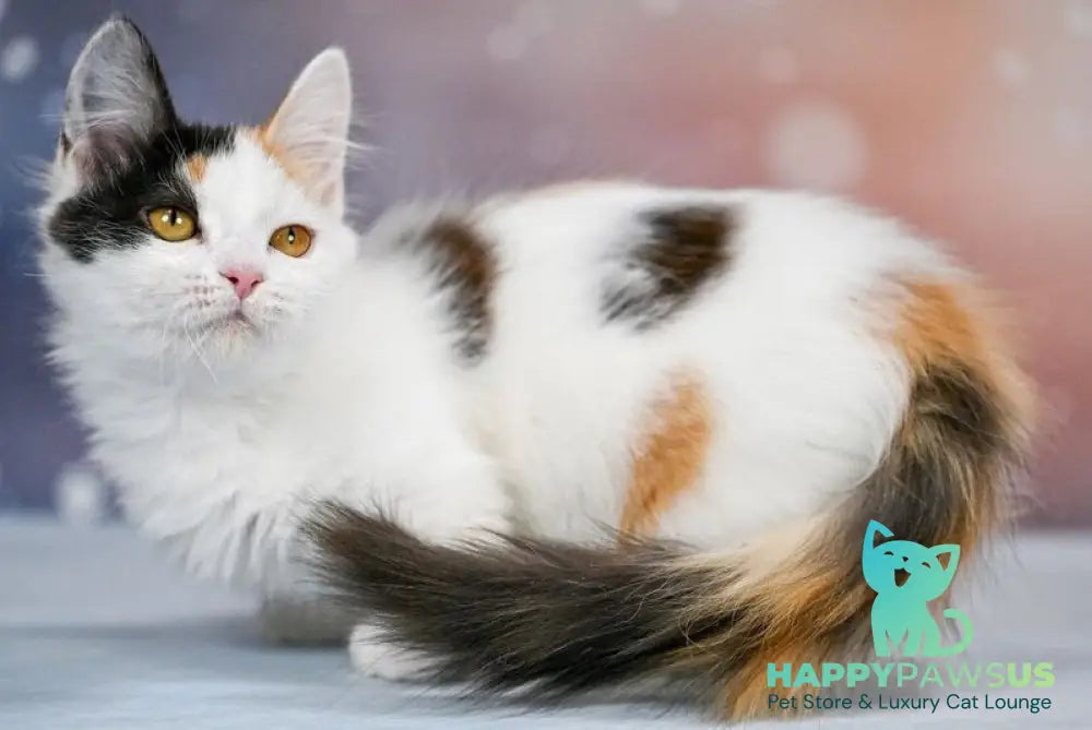 Wednesday Munchkin female black tortie bicolour - live animals