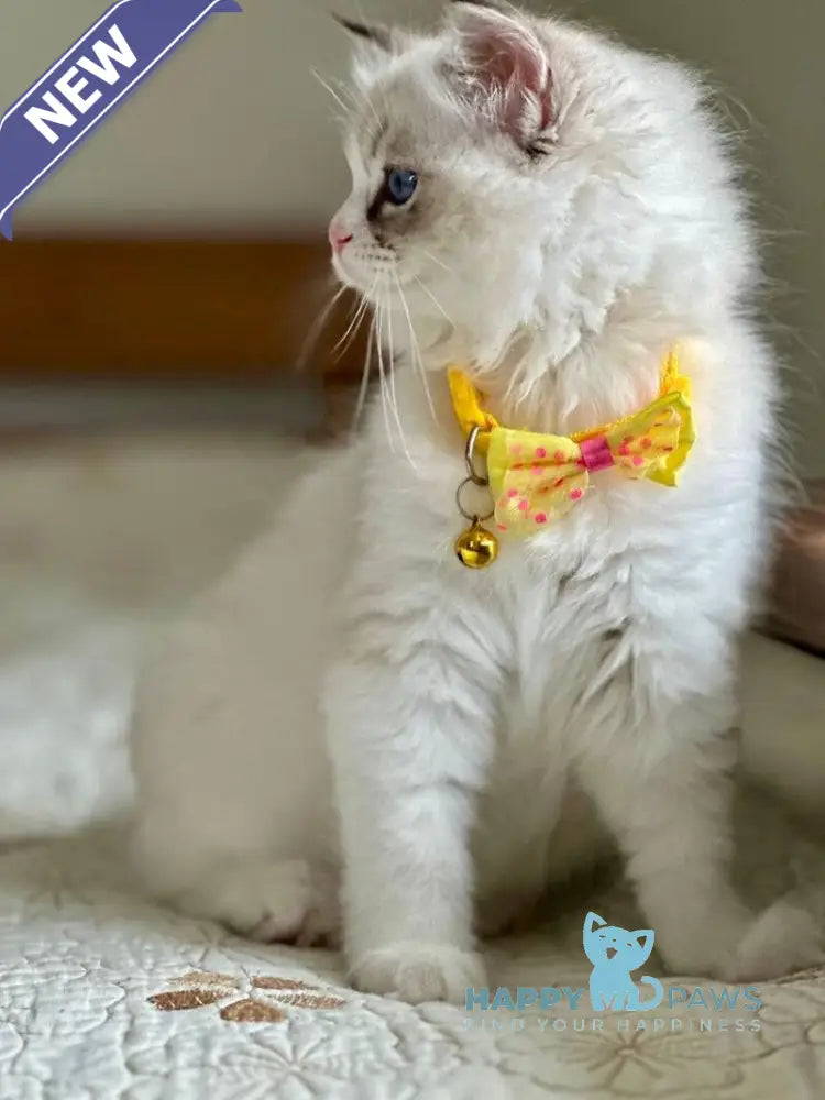 Wednesday Ragdoll female seal tabby bicolour live animals