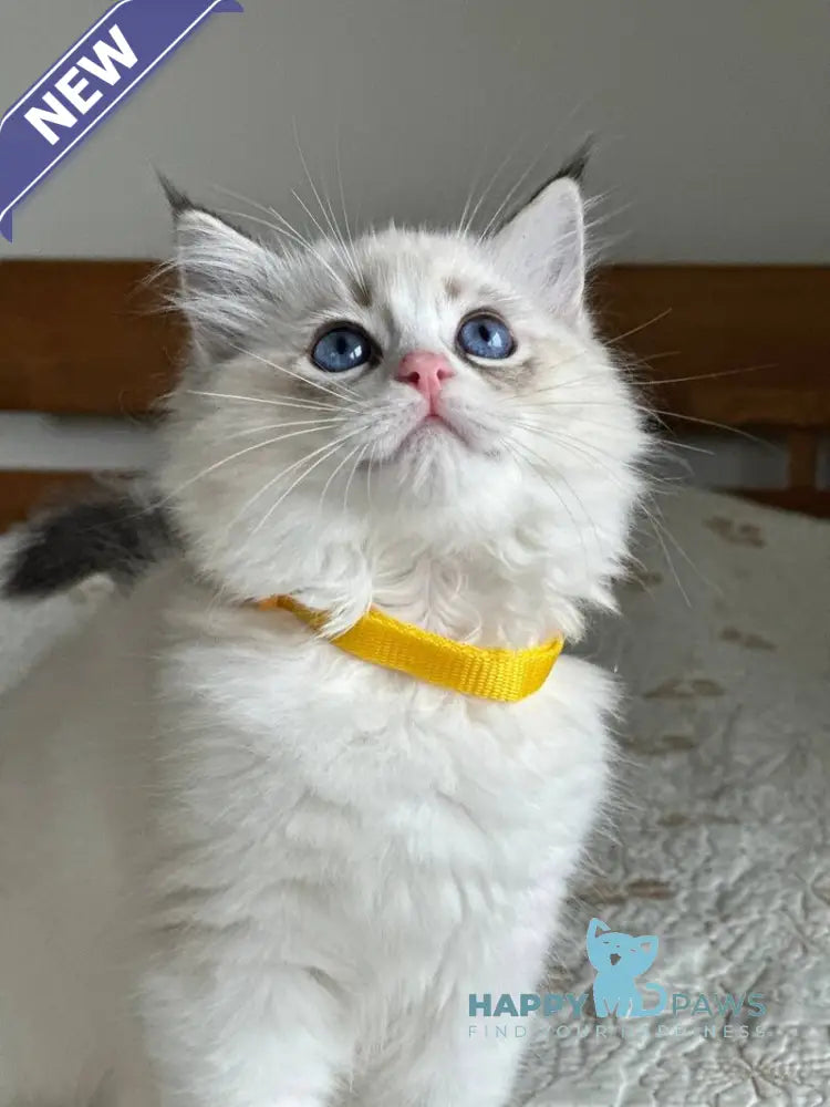 Wednesday Ragdoll female seal tabby bicolour live animals
