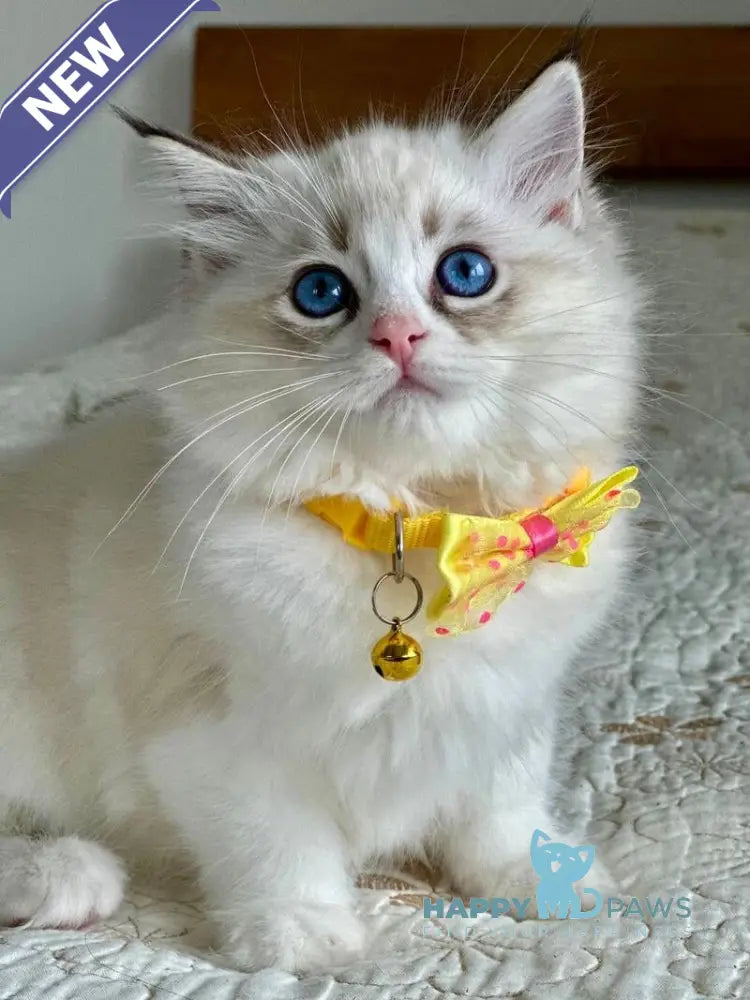 Wednesday Ragdoll female seal tabby bicolour live animals