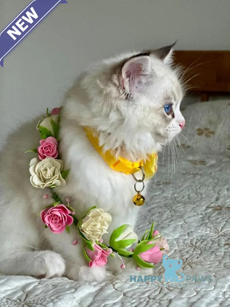 Wednesday Ragdoll female seal tabby bicolour live animals