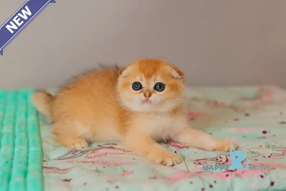 Wednesday Scottish Straight female black golden shaded live animals