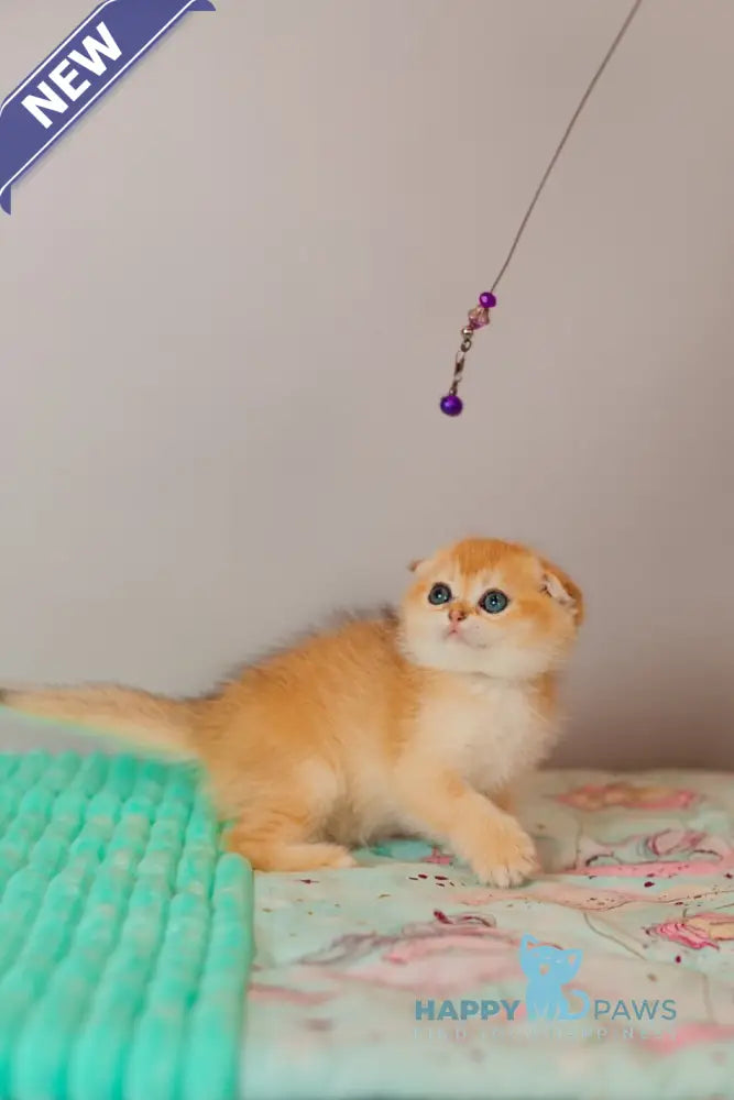Wednesday Scottish Straight female black golden shaded live animals