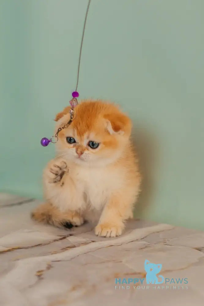 Wednesday Scottish Straight female black golden shaded live animals